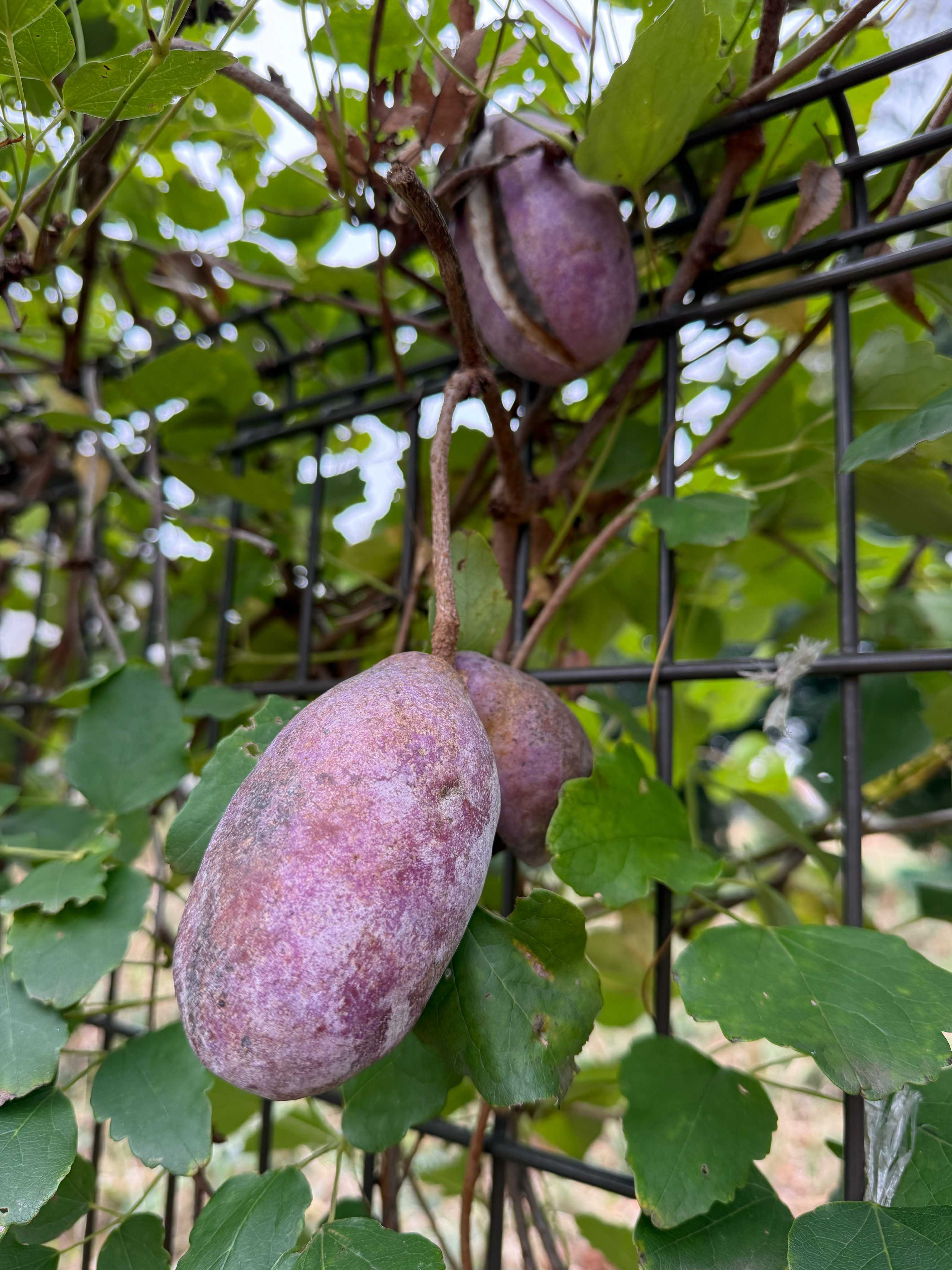 アケビのす 秋が来る、アケビを喰う｜ima studio