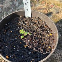 ルピナス,ルピナス,レタス,レタス,早どりチンゲンサイの画像