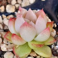 ゴーラム,コロラータ,プロリフィカ,ベランダの画像