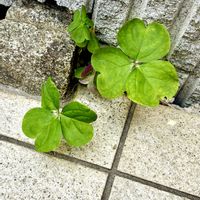 カタバミ,おひさまの画像