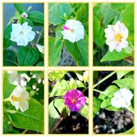 オシロイバナ,オシロイバナ,オシロイバナ愛好家友の会,オシロイバナいっぱい運動,オシロイバナ2025の画像