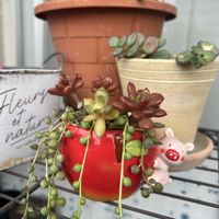 グリーンネックレス,シクラメン,月の王子,斑入りミセバヤ,ピンククルビーの画像