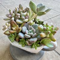 多肉,銘月,銘月,紫麗殿,紫麗殿の画像