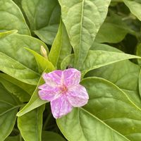 オシロイバナ,マリーゴールド,つばき,iPhone撮影,植物大好きの画像