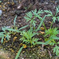 ニンジン,キャロリア,芽吹き,種から,モニターの画像