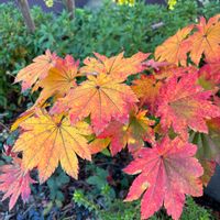 カシワバアジサイ,ケイトウ,ハウチワカエデ,ヌルデ,ツタ(蔦)の画像