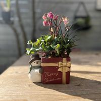 ミニシクラメン,コクリュウ（黒竜）,寄せ植え,ガーデニング,今日の一枚の画像