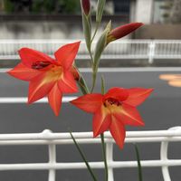 グラジオラス,グラジオラス　プリオリー,秋植え球根,山野草,原種の画像