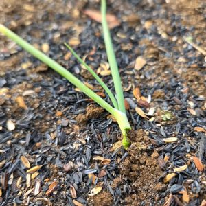 玉ねぎ,コンニャク,こんにゃくいも,ヤエザキスイセン,畑の画像