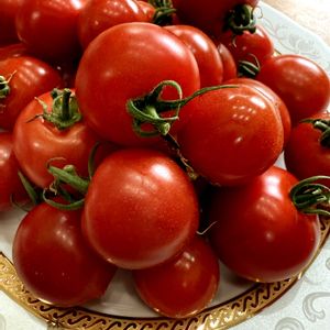 ドウダンツツジ,ドウダンツツジ,万両,小菊,フルーツトマトの画像