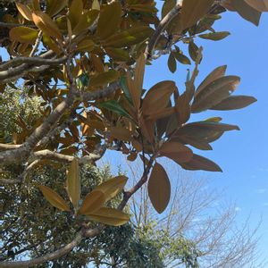 タイサンボクの画像