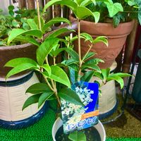 ギンモクセイの画像