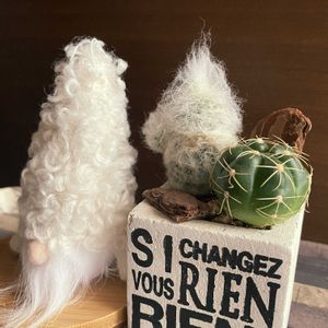 サボテン,幻楽,ギムノカリキウム 海王丸,海王丸,エスポストア 幻楽の画像