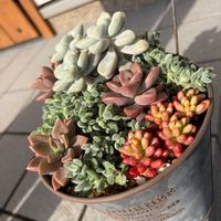 オーロラ,だるま秀麗,レモータ, ブロンズ姫,寄せ植えの画像