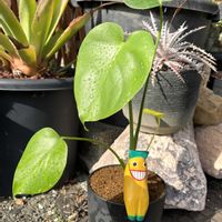 モンステラ,バナナ君,バナナ君,観葉植物,モンステラ属の画像