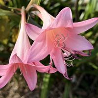 アマリリス,アマリリス,散歩道,淡いピンクの花の画像