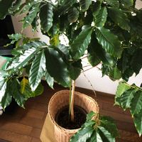 コーヒーの木の画像