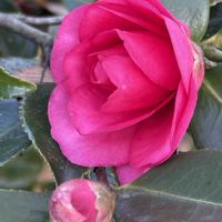 寒椿,カンツバキ(寒椿),カンツバキ（獅子頭）,寒椿（かんつばき）,常緑低木の画像