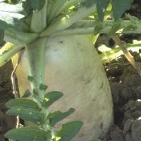 大根,大根,キャベツ,ヤーコンの花,ヤーコンの花の画像