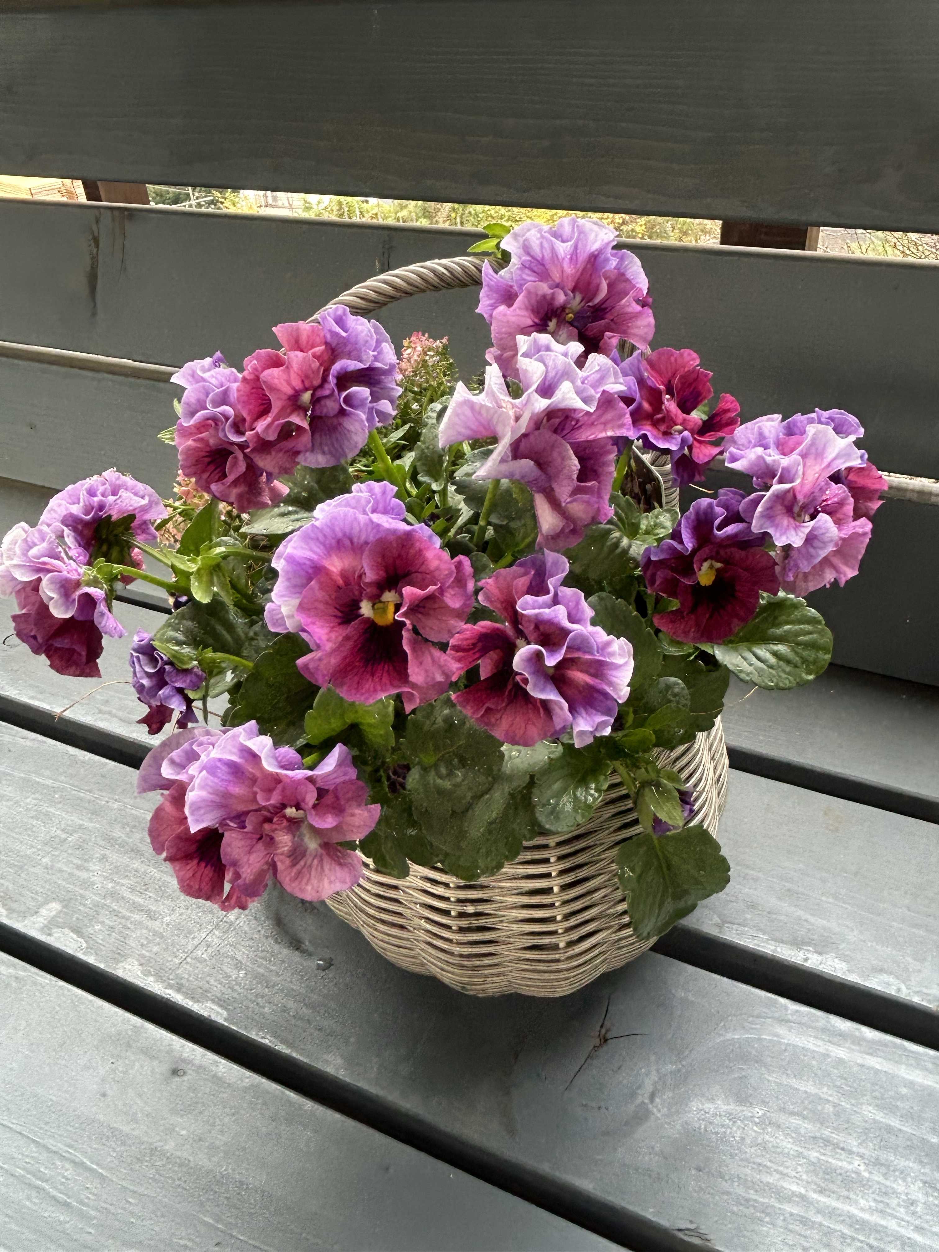 メゾンド ビオラの一覧｜🍀GreenSnap（グリーンスナップ）