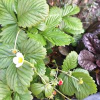 ワイルドストロベリー,ブリリアント・ピンク・アイスバーグ,薔薇 ビブレ バカンス,初めて,秋バラの画像