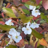 ユキヤナギ,紅葉ゆきやなぎ,ユキヤナギ（雪柳）,季節外れ,癒されての画像