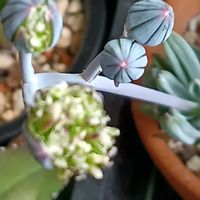 万宝,万宝,宮城県,我ら宮城県民,その他部屋の画像