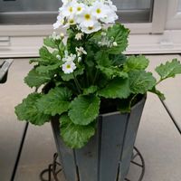 サクラソウ,白い花,冬の花,ベランダの画像