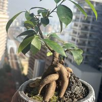 オリーブ,クリスマスローズ,ガジュマル,大阪,超初心者の画像