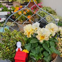 フィカス・プミラ,斑入りアリッサム ハッピーポンポン,フリル咲き小輪パンジー ペルクレア,かわいい,屋上ガーデンの画像