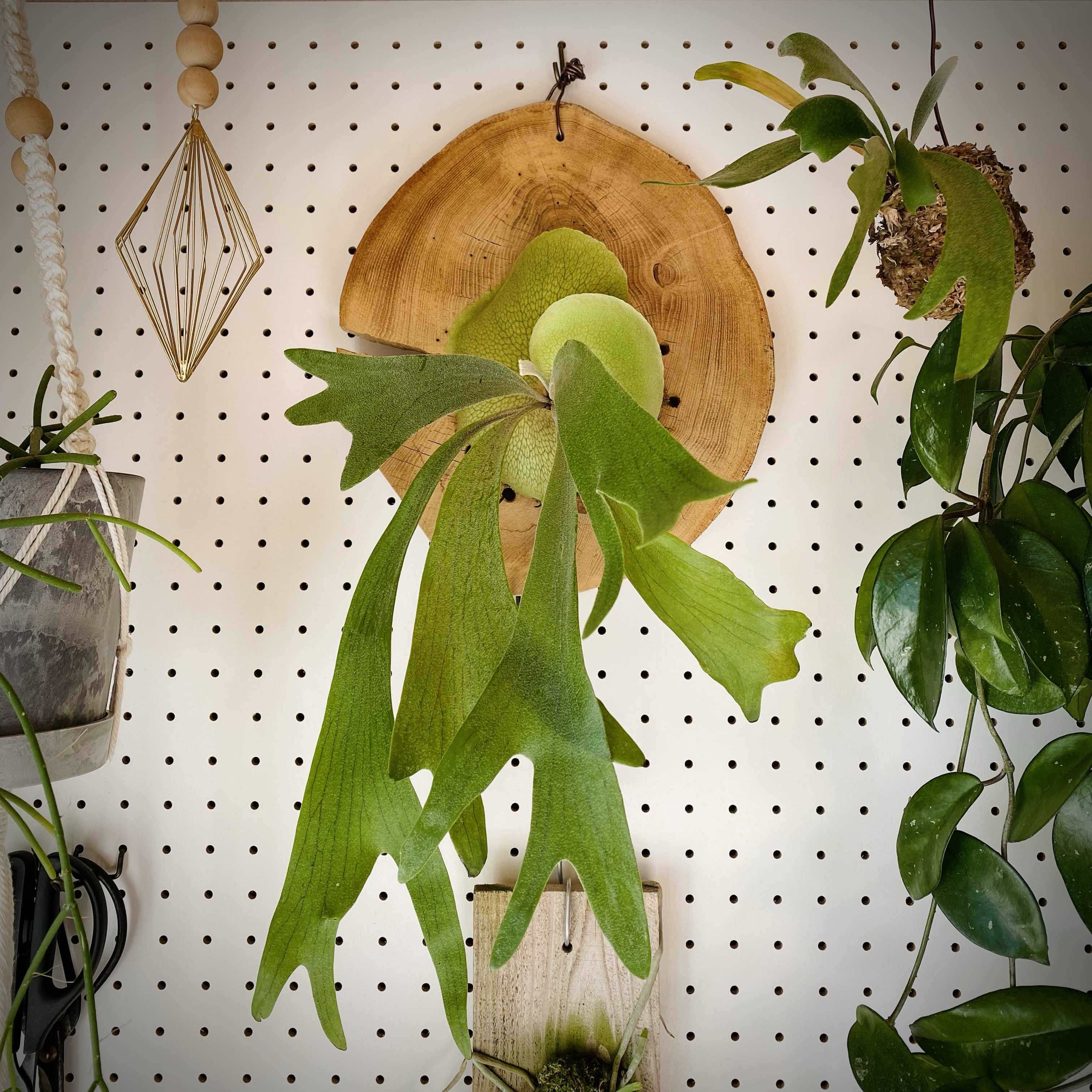 成長点の向き2 ビカクシダの森 成長点の向き2 ビカクシダの森