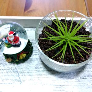 チランジア,イオナンタ,イオナンタ,チランジア　イオナンタ,100均エアプランツの画像