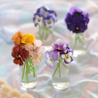 ビオラ,ラグラス,ラグラス（バニーテール）,一年草,冬の花の画像