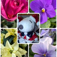 サルビア,チトニア,メキシコヒマワリ,バラ,フウセントウワタの画像