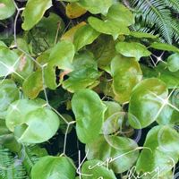 サクラ,ノイバラ,ピラカンサ,モミジ,紅葉の画像