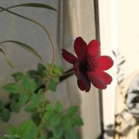 コスモス,チョコレートコスモス,世界平和,被災地にエールを…。,こんな時こそ花をの画像