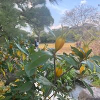 クチナシの画像