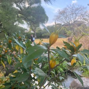 クチナシの画像