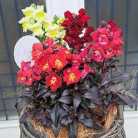 皇帝ダリア,ｶﾞｰﾃﾞﾝｼｸﾗﾒﾝ,ﾊﾟﾝｼﾞｰ,紅花時計草．,銅葉ｷﾝｷﾞｮｳｿｳの画像