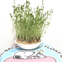 豆苗,トウミョウ,トウミョウ,トウミョウ,トウミョウの画像