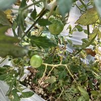 ミニトマト,いいねをありがとうございます¨̮♡︎,庭の画像