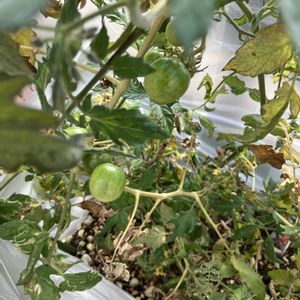 ミニトマト,いいねをありがとうございます¨̮♡︎,庭の画像