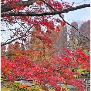 モミジ,紅葉,紅葉,イチョウ,メタセコイヤの画像