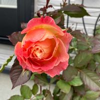 オキザリス,ワイヤープランツ,葉牡丹,ビオラ,プラチナケール ルシールバニラの画像