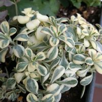 シレネ・ユニフローラの画像