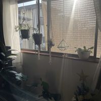 チランジア,グリーンネックレス,モンステラ,フランスゴムの木,アスプレニウムの画像