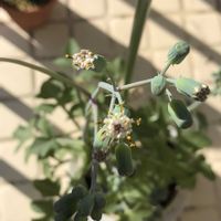 七宝樹,茎ブロッコリー,カリフラワー,聖護院大根の画像