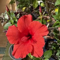 チェリーセージ,火祭り,ガーデンシクラメン,トウガラシ,ハイビスカス　レッドの画像