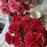 スナップエンドウ,マホニア コンフューサー,クリサンセマム　マウントオービスク,スーパーチュニア　ロリポップ,家庭菜園の画像