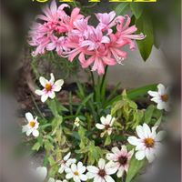 ジニア,ジニア,リコリス,リコリス,ご近所さんの庭先の画像